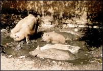 varanasi street pigs