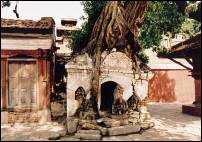 nepal kathmandu tree eating temple