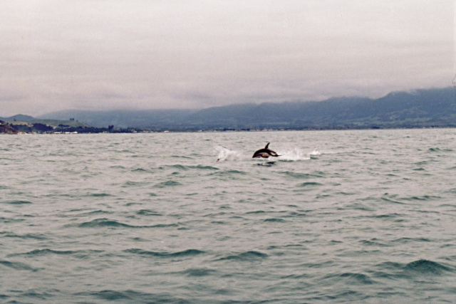 nz dolphin 2