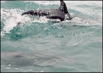 nz dolphin 3