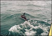 nz dolphin 4