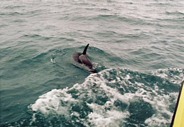 nz dolphin 4