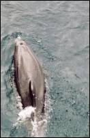 nz dolphin