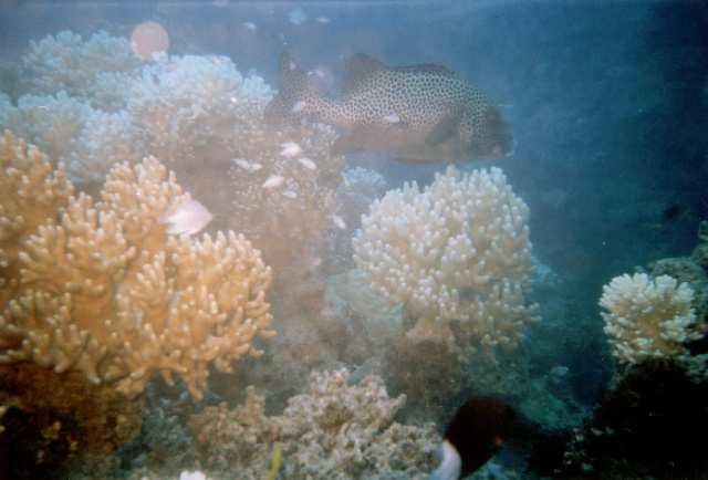 diving cod
