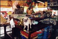 chiang mai market guard pug