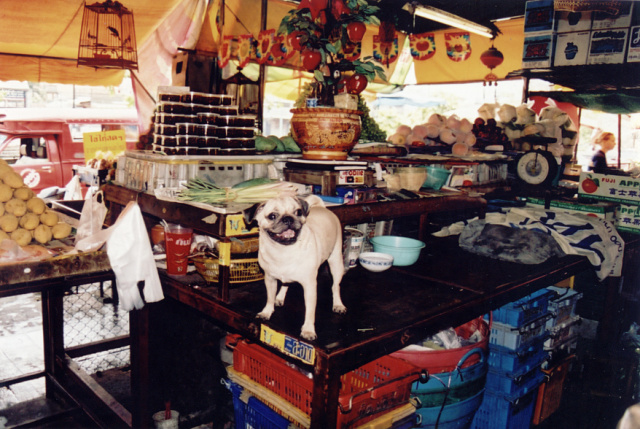 chiang mai market guard pug