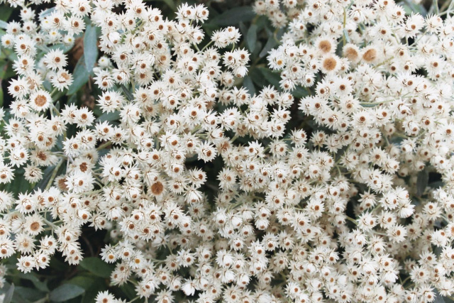 flower closeup