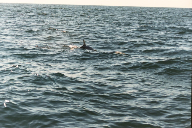 dolphin 2