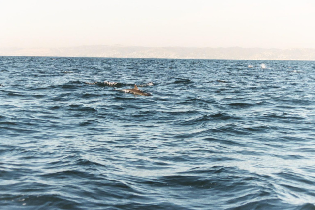 dolphin 3