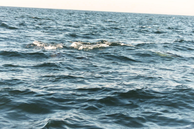 dolphin 4