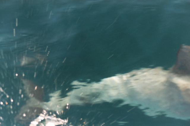 dolphin 5