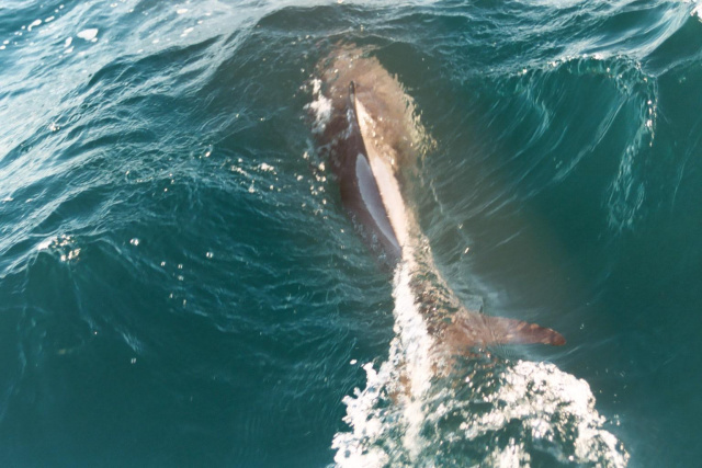 dolphin 6