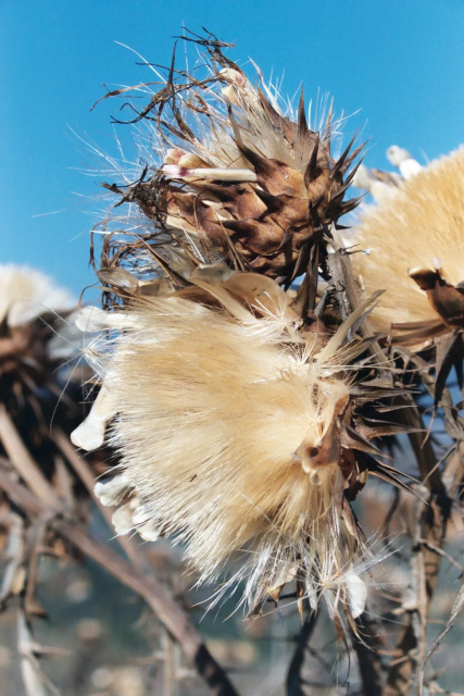 thistle closeup