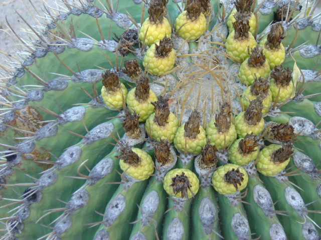 Cacti 89