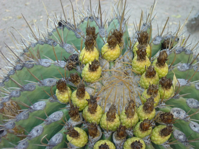 Cacti 90