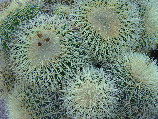 Cacti 91
