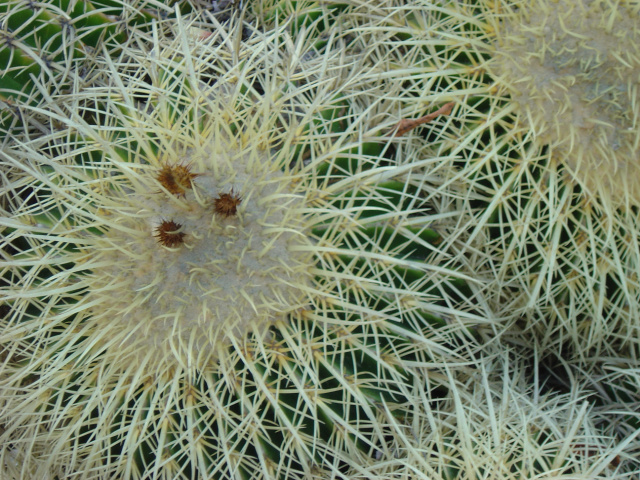 Cacti 92