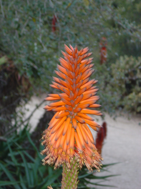 Cacti 93