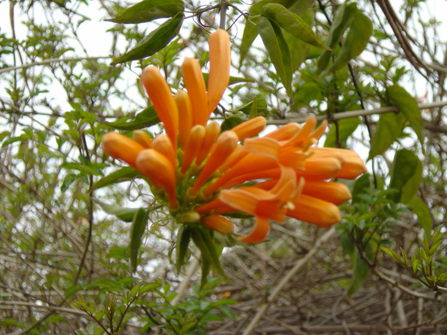 flower1