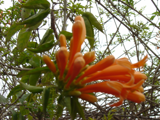 flower3