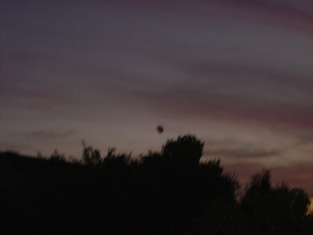 bat flying