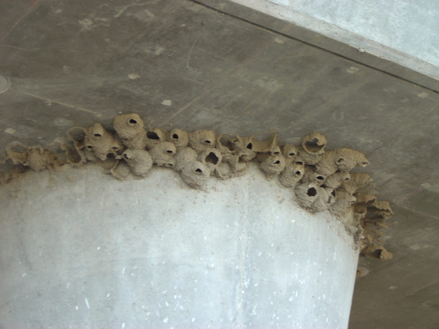 swallow nests under freeway