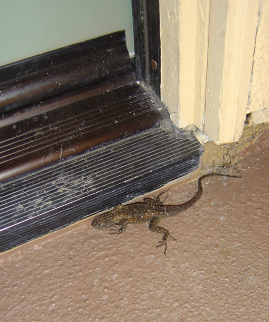 lizard caught by cat