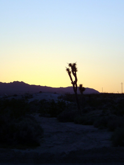 joshua tree sunset
