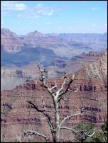 grand canyon tree