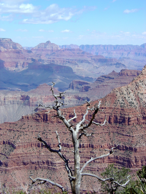 grand canyon tree