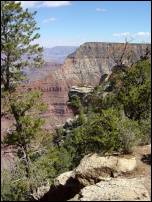 grand canyon trees