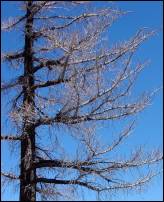 palm springs bare tree