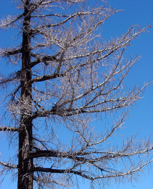palm springs bare tree