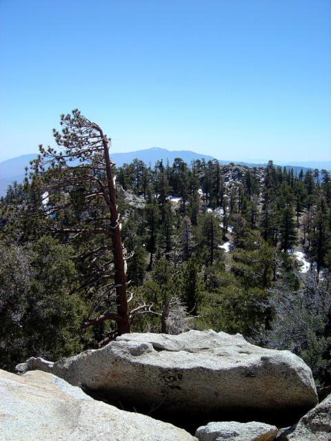 palm springs windswept tree 2