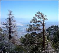 palm springs windswept tree