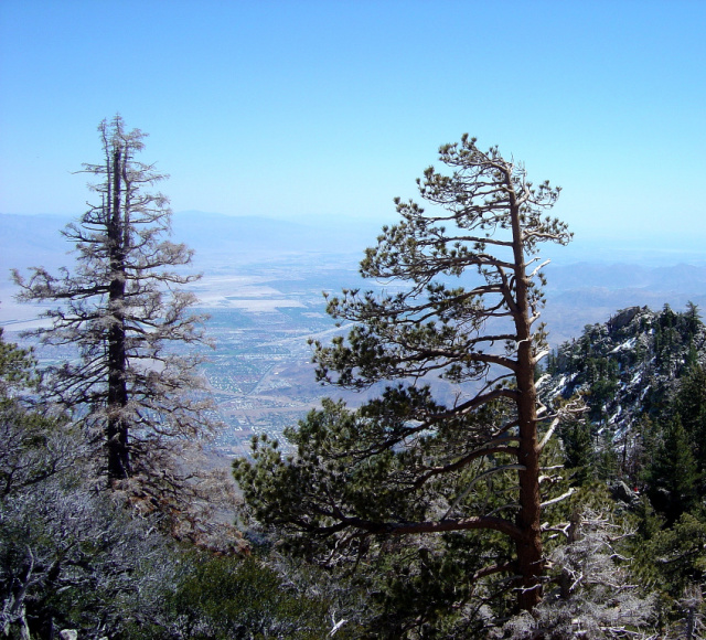 palm springs windswept tree