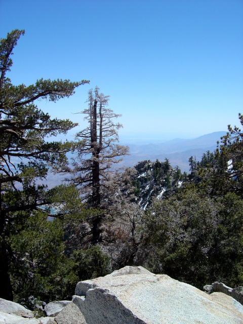 palm springs windswept trees 3