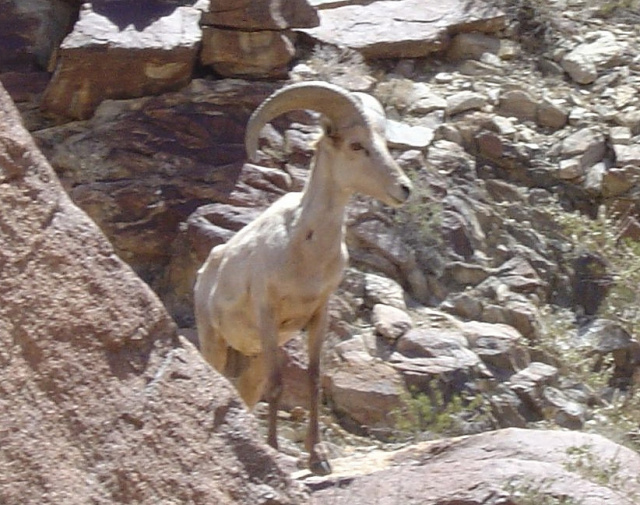 bighorn sheep 1