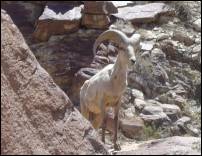 bighorn sheep 2