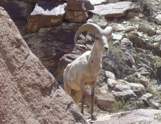 bighorn sheep 2