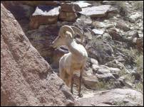 bighorn sheep 3