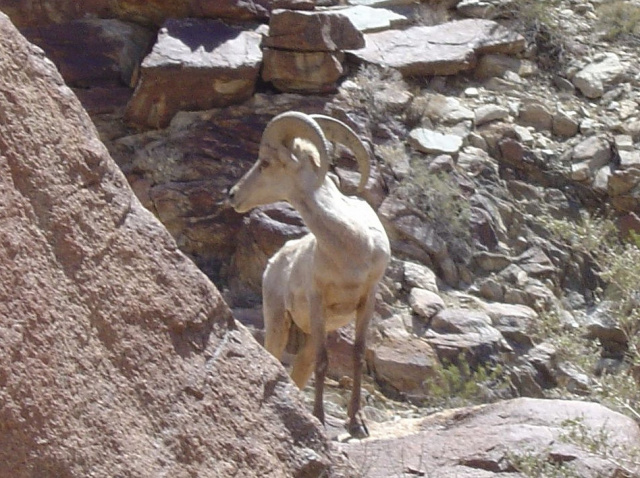 bighorn sheep 3