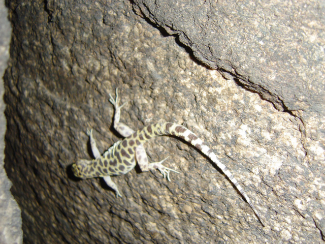 gecko