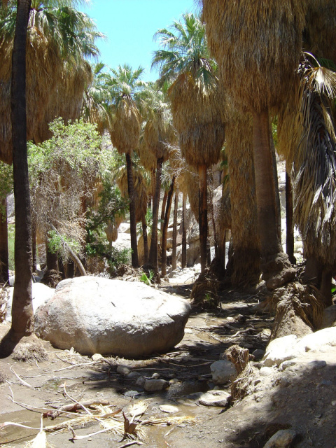 oasis 1