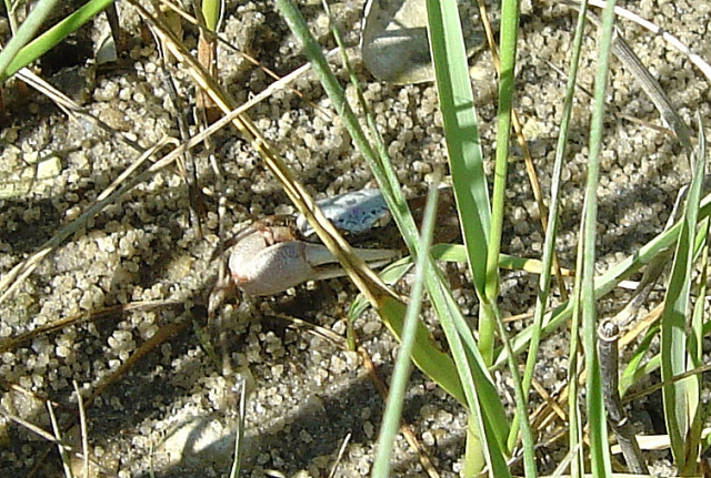 fiddler crab 1