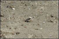 fiddler crab 2