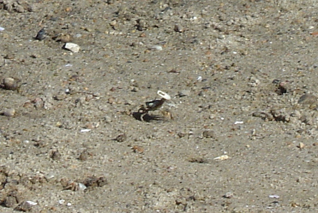 fiddler crab 2