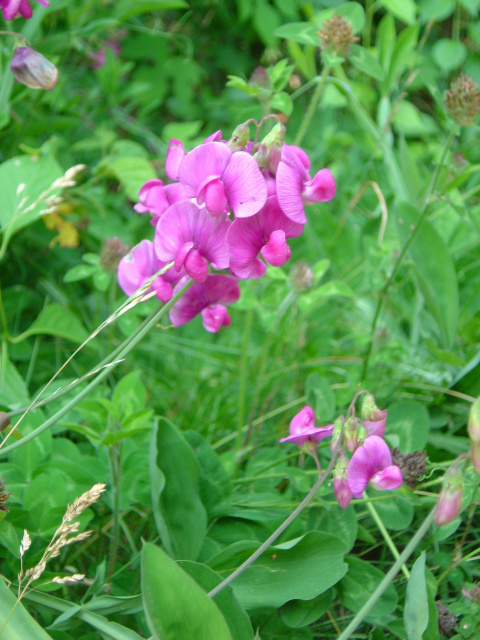 flowers 1