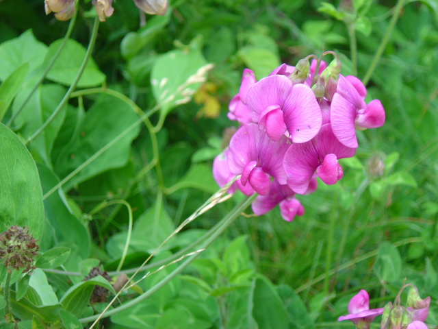 flowers 2