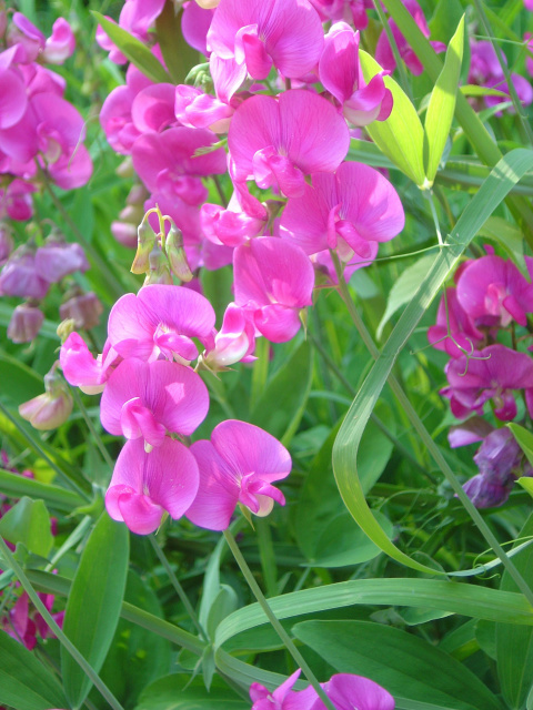 flowers 3